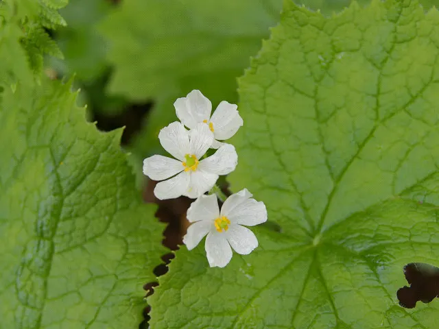Podophylloideae