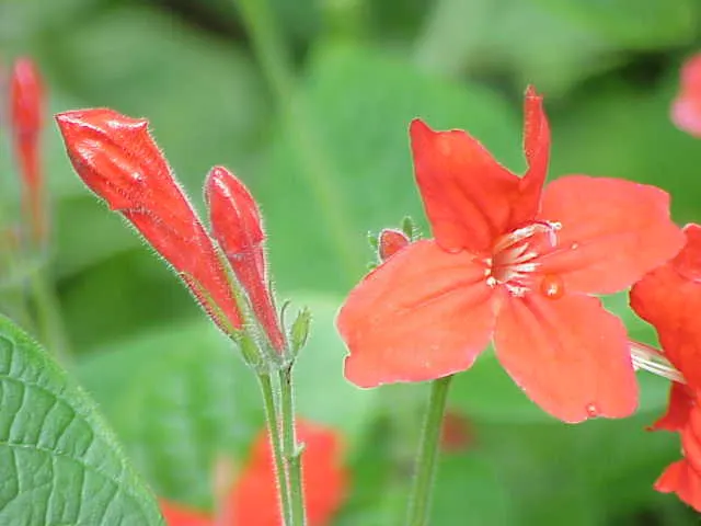 Ruelliinae