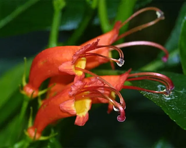 Gesnerieae