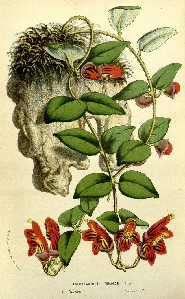 Aeschynanthus tricolor