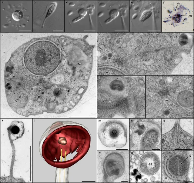Solarion arienae