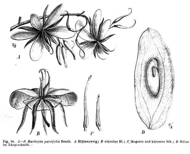 Martiodendron mediterraneum