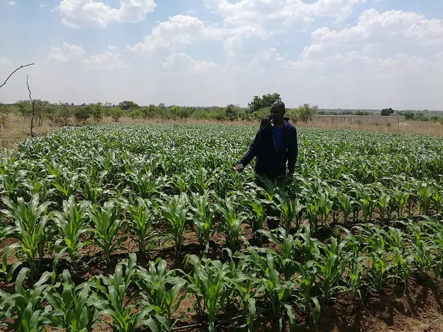 Agriculture en Zambie