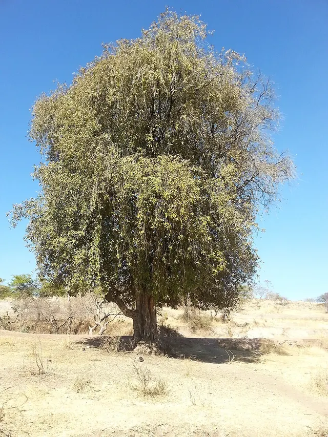 Vitex mollis