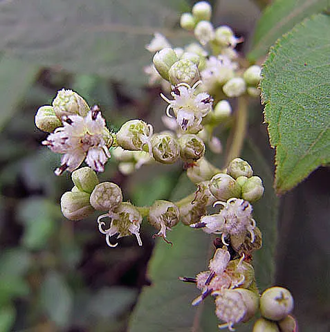 Clibadium leiocarpum