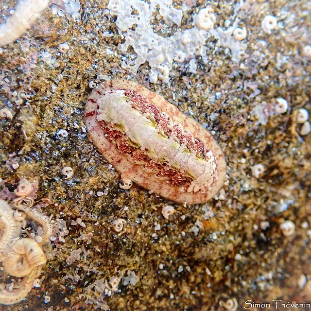 Ischnochiton rissoi