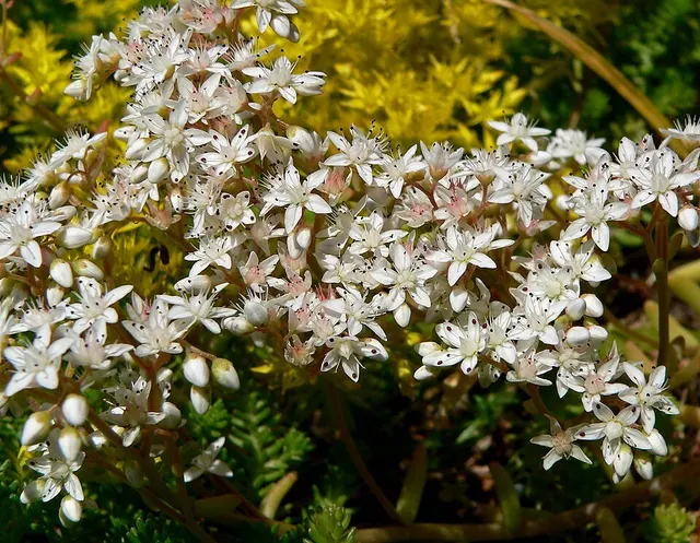 Sedoideae