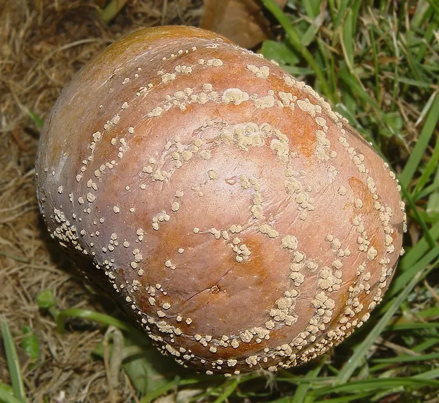 Monilia