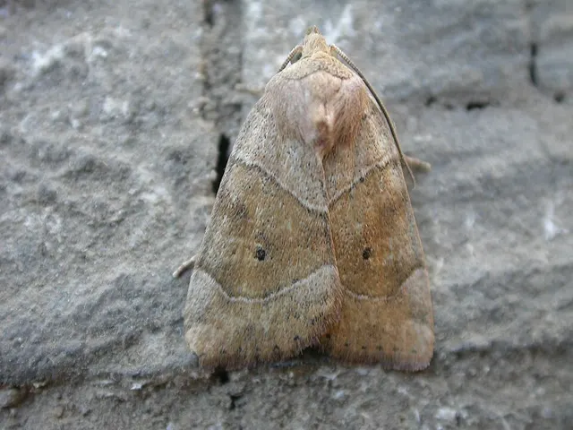 Ipimorphinae