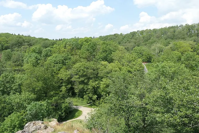 Forêt de Concise