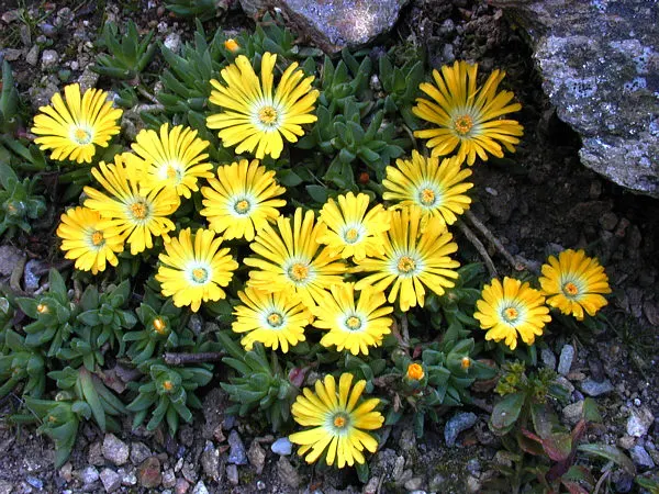 Delosperma congestum