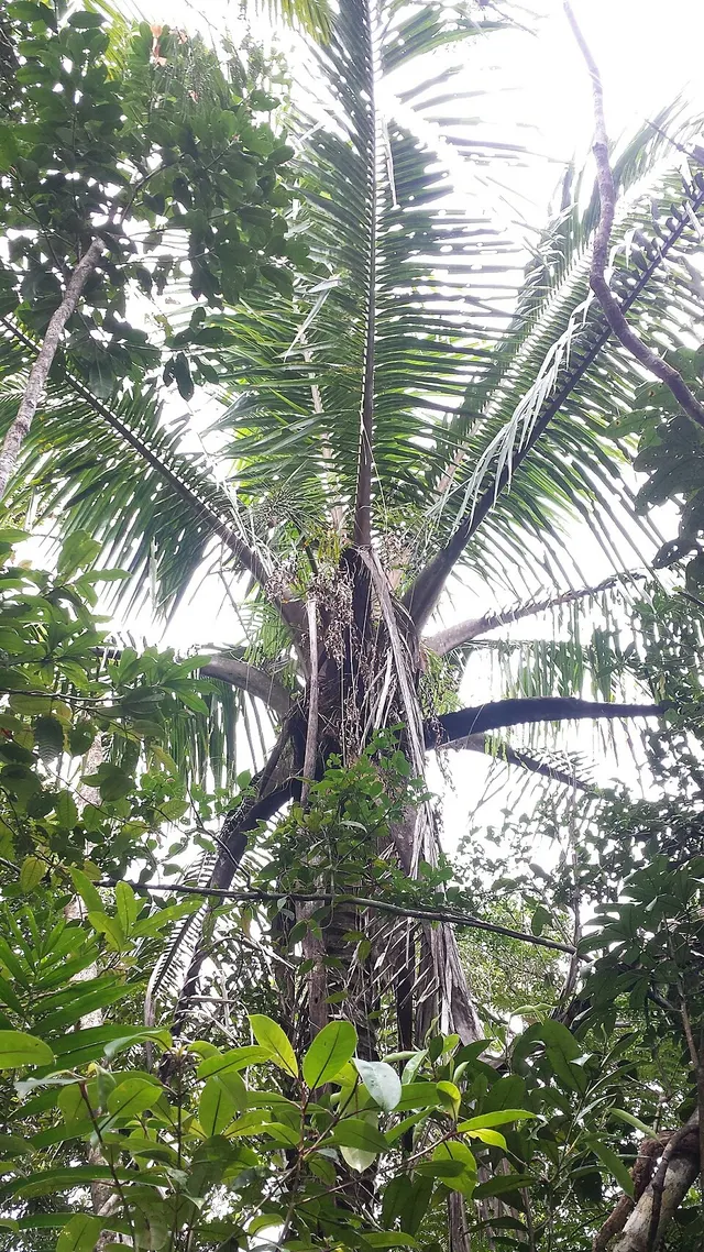 Voanioala gerardii