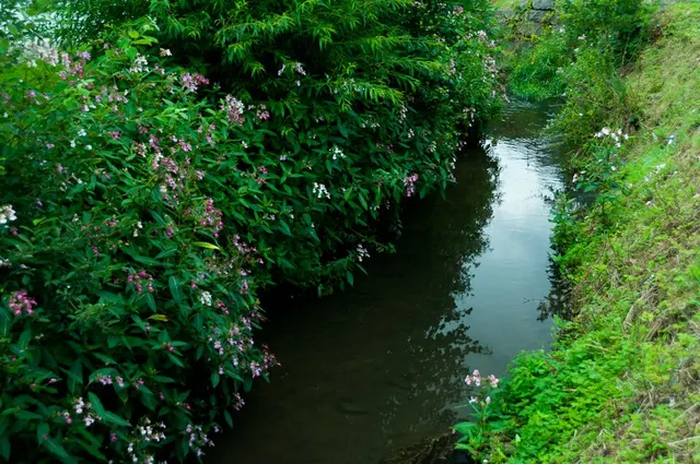 Biesmelle