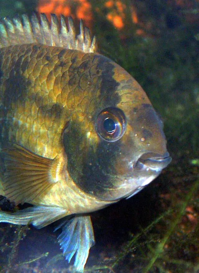 Cleithracara