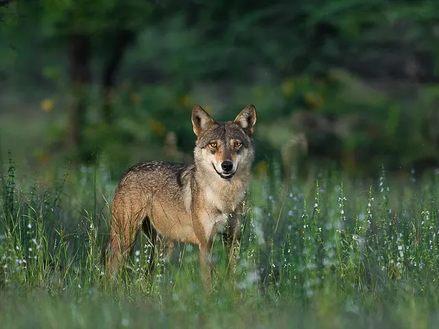 Canis indica