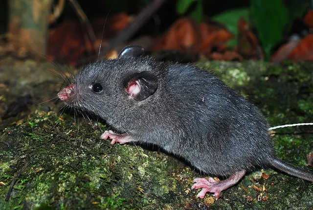 Saxatilomys paulinae