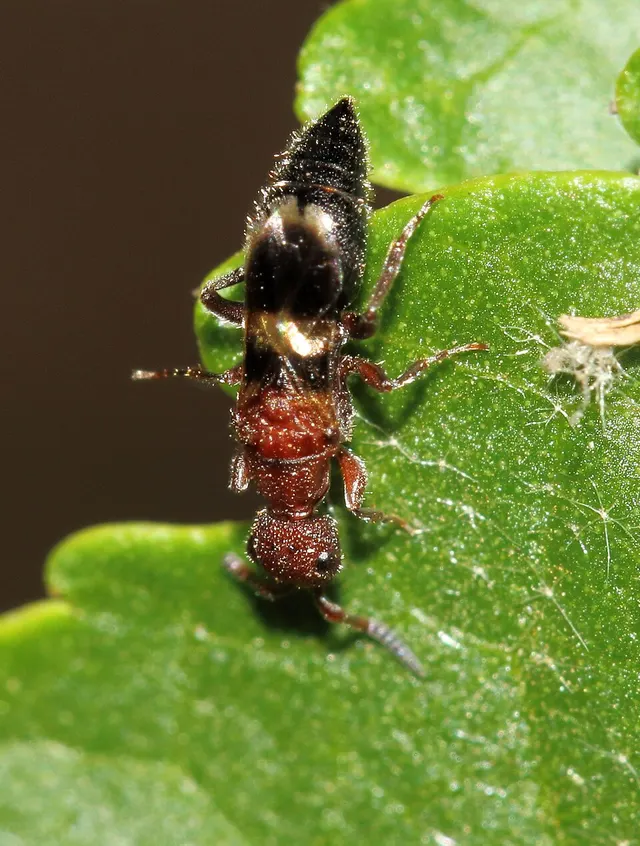 Mesitiinae