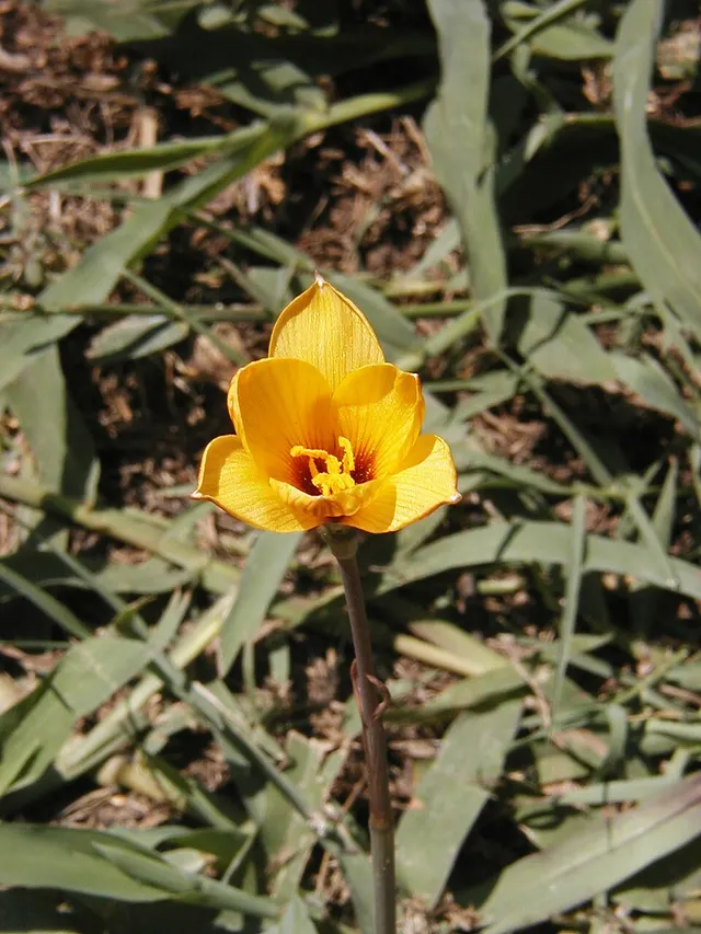 Habranthus tubispathus