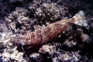 Sicyoniidae