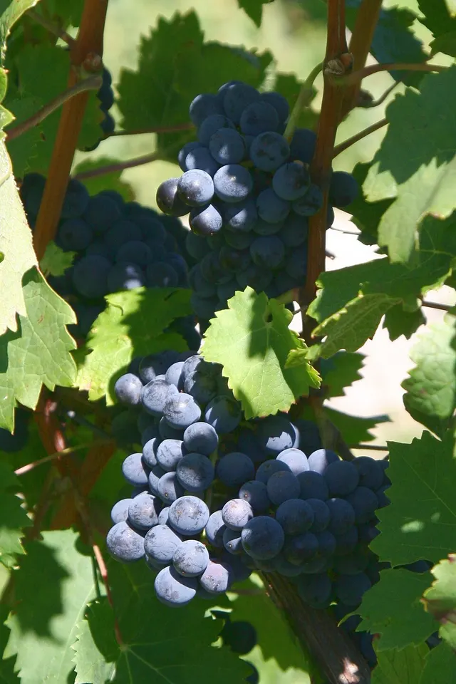 Famille des Carmenets