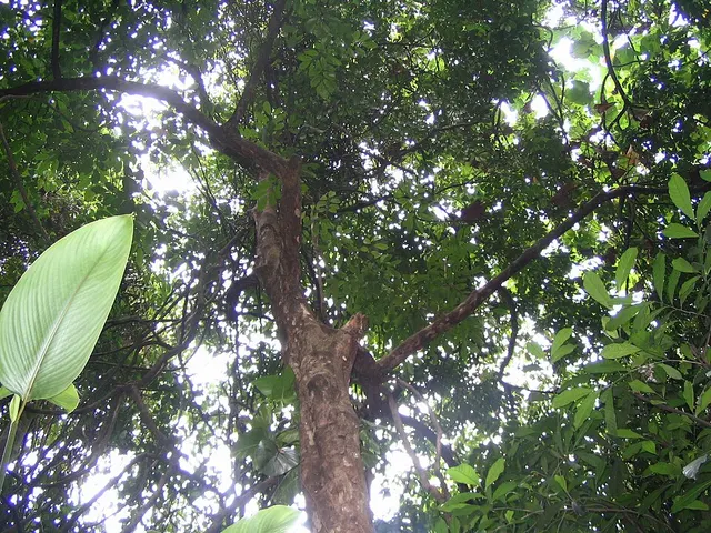 Erycibe aenea