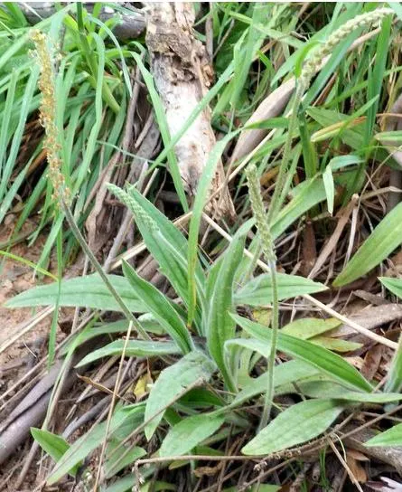 Plantago varia