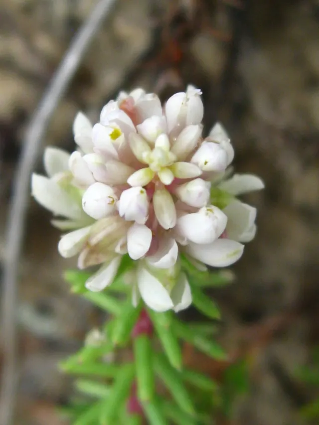 Polygala cyparissias