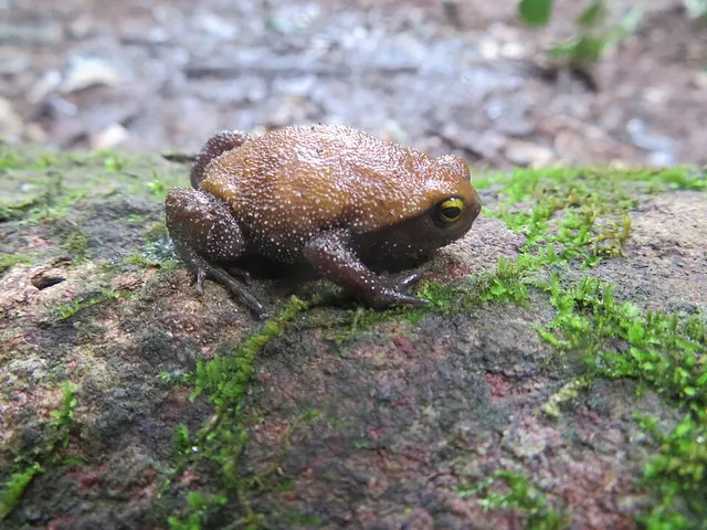 Probreviceps loveridgei