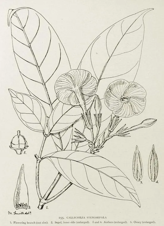 Callichilia stenosepala