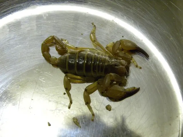 Urodacinae
