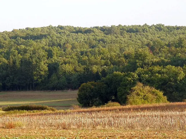 Forêt de Quatre Vaux