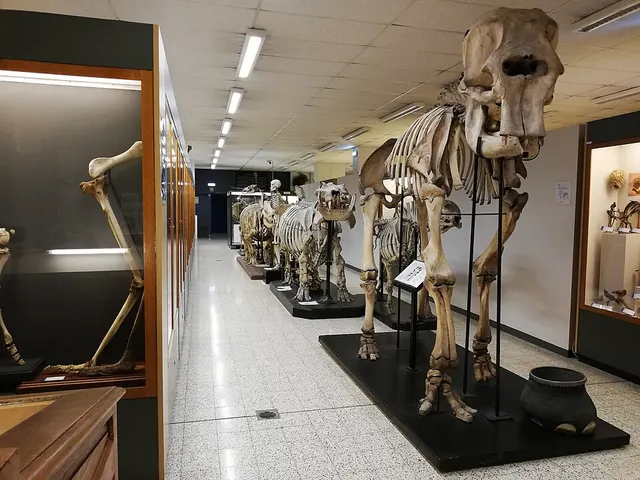 Musée de zoologie Auguste Lameere