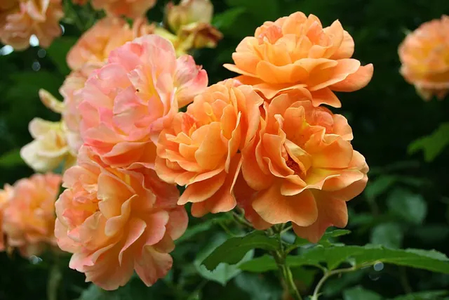 Westerland