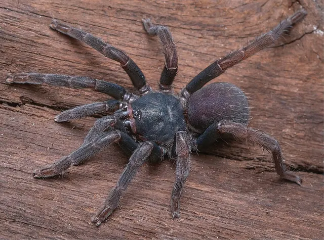 Cyrtogrammomma monticola
