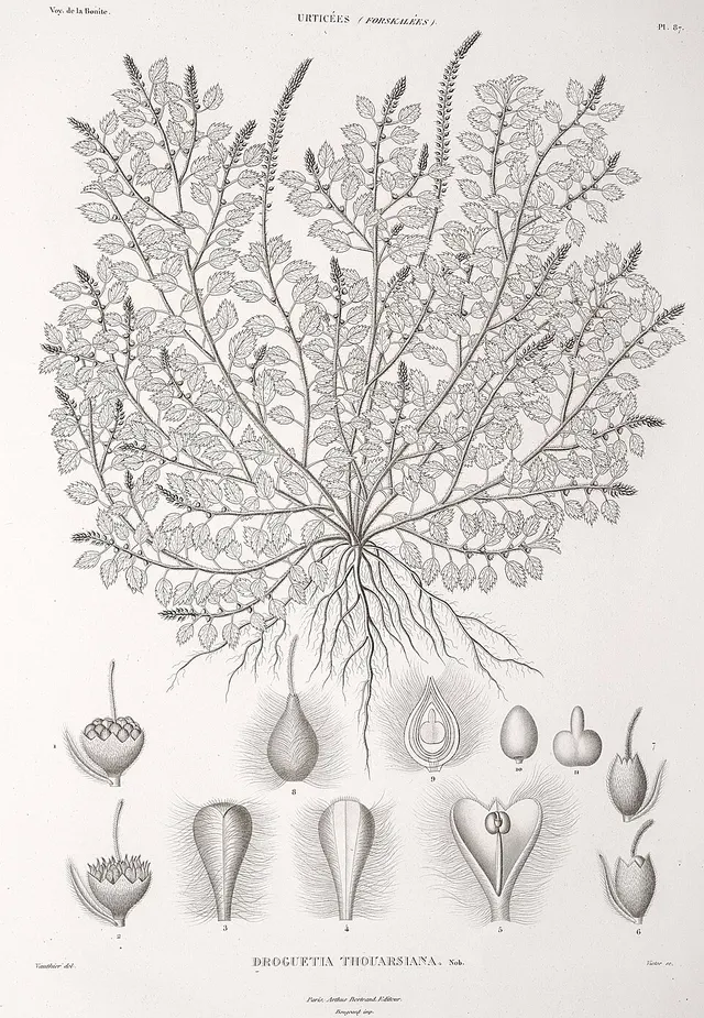 Droguetia leptostachys