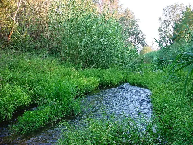 Tanyari