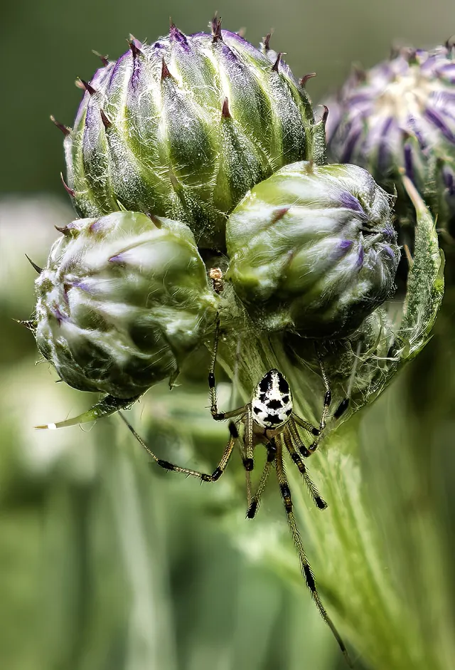 Heterotheridion nigrovariegatum
