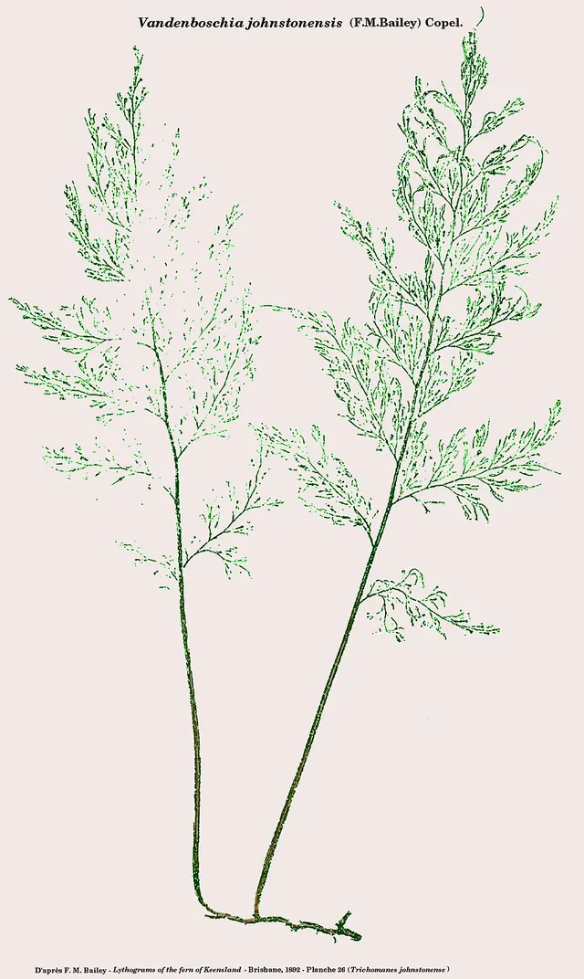 Vandenboschia johnstonensis