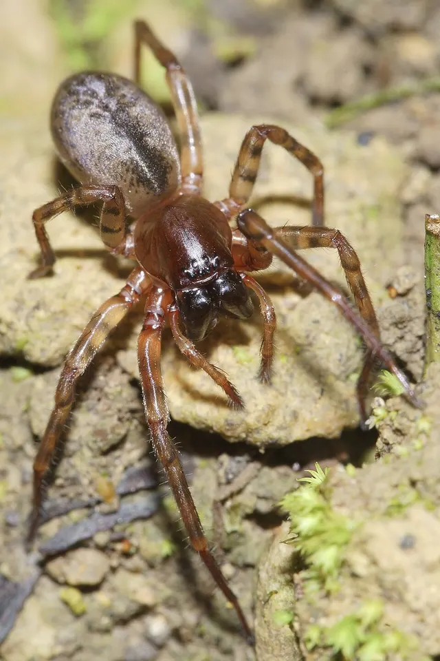 Nuisiana arboris