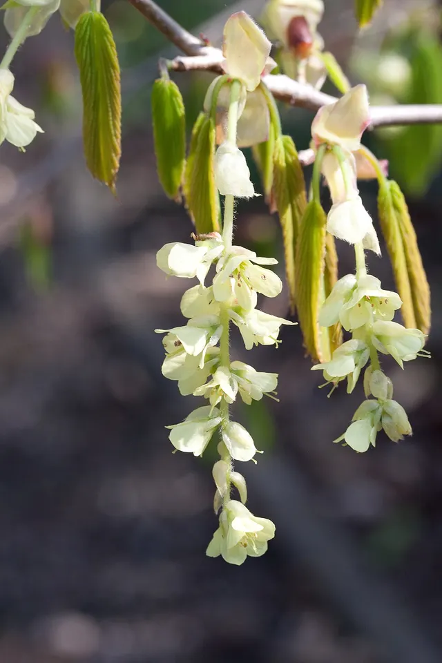 Corylopsis willmottiae