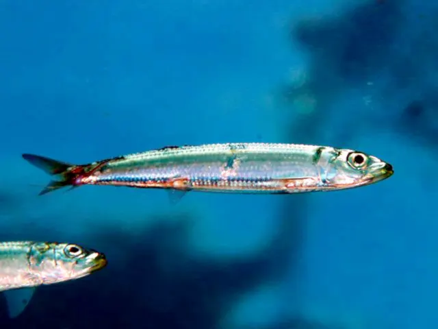 Etrumeus teres