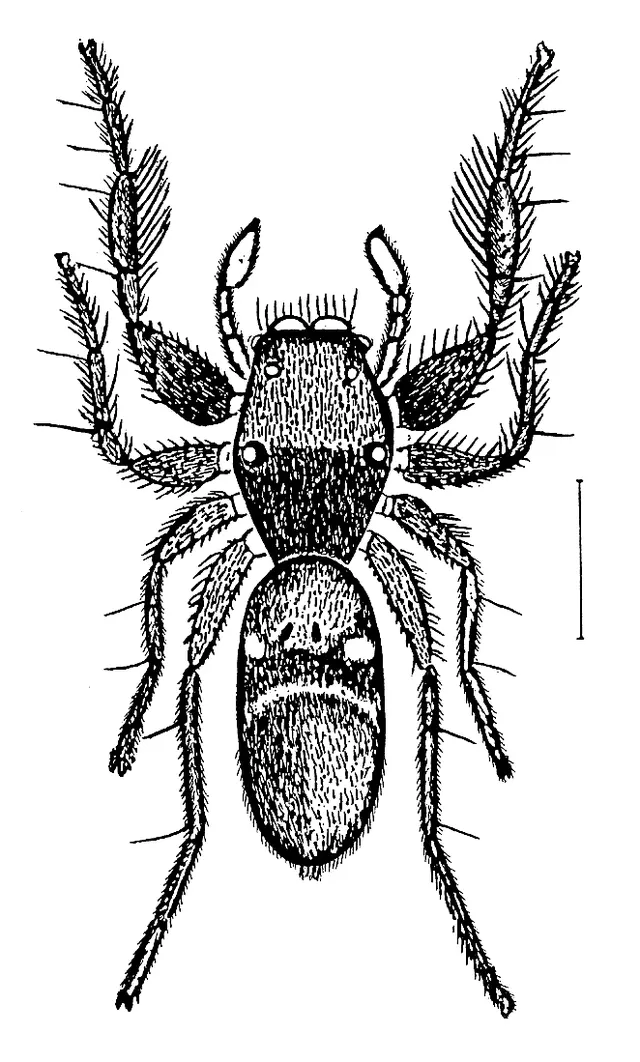 Rhombonotus gracilis