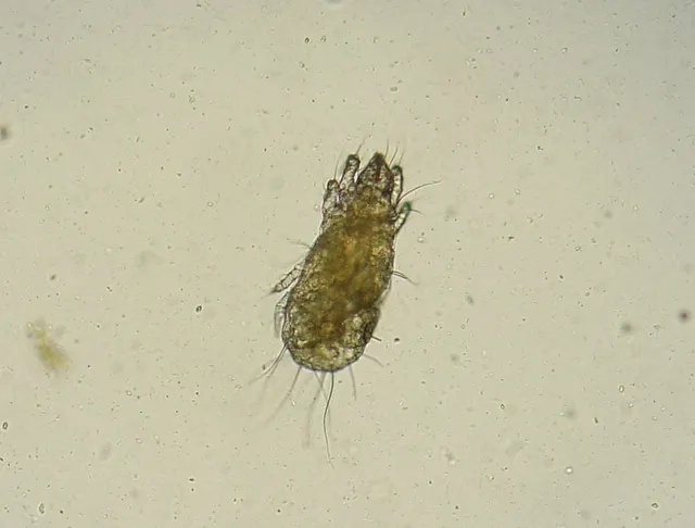 Tyroglyphus