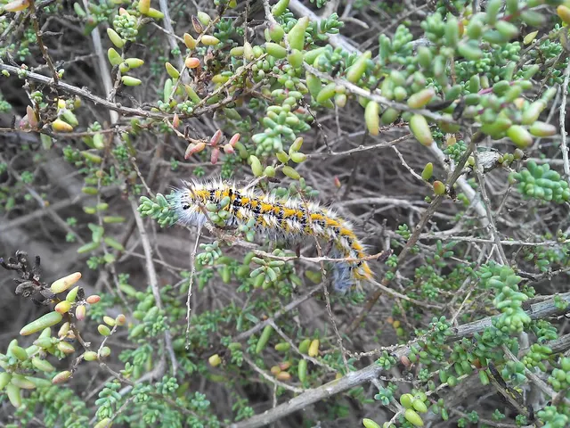 Lasiocampa serrula