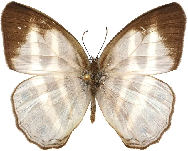 Cissia myncea