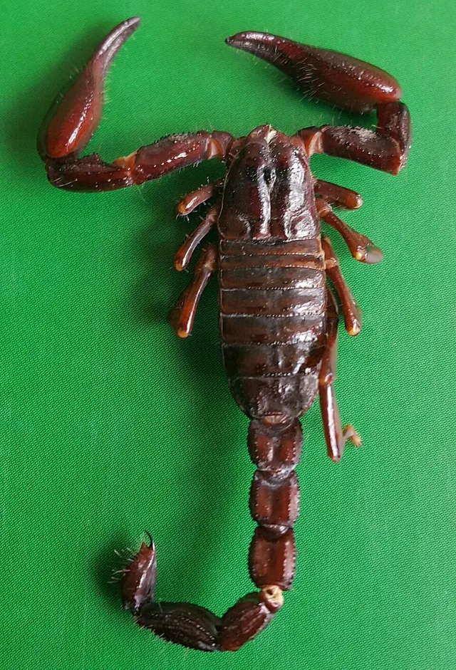 Diplocentrus lachua