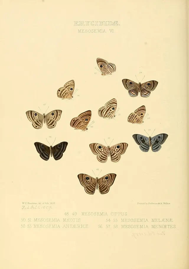 Mesosemia menoetes