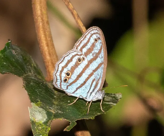 Cepheuptychia cephus