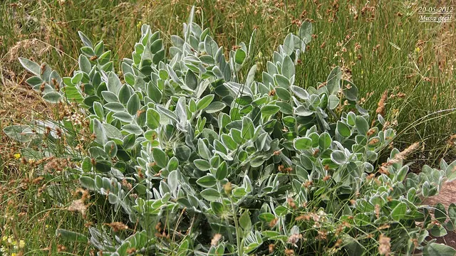 Astragalus accumbens