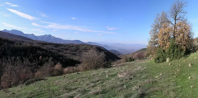 Dragojel